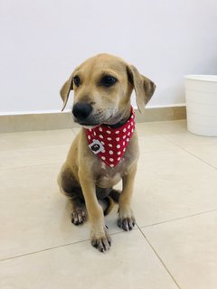 Puppy 22 - Mixed Breed Dog