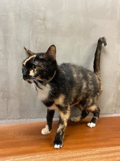 Jie Jie - Tortoiseshell Cat