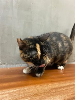 Jie Jie - Tortoiseshell Cat