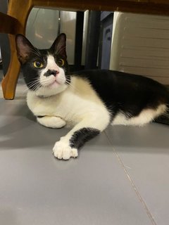 Bai Ka - Tuxedo Cat