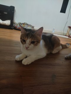 Lilo - Calico + Tabby Cat