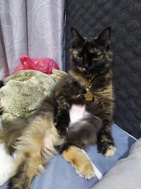 Storm (Mehmi) - Domestic Long Hair + Tortoiseshell Cat