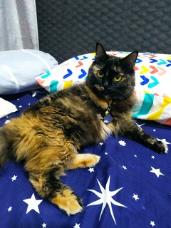 Storm (Mehmi) - Domestic Long Hair + Tortoiseshell Cat