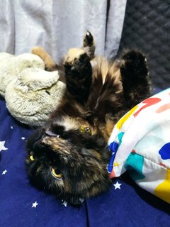 Storm (Mehmi) - Domestic Long Hair + Tortoiseshell Cat