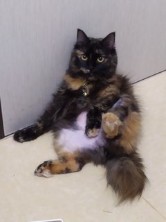 Storm (Mehmi) - Domestic Long Hair + Tortoiseshell Cat