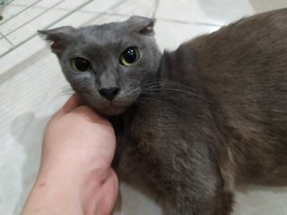 Pearl - Domestic Short Hair + Russian Blue Cat