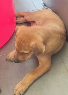 Wills 2mths Boy (Adopted 2 July 21) - Mixed Breed Dog