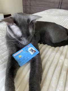 Scar - Russian Blue + American Shorthair Cat