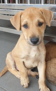 Peach 2mths Girl  (Lost) - Mixed Breed Dog