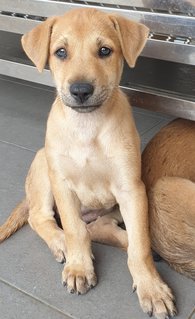 Peach 2mths Girl  (Lost) - Mixed Breed Dog