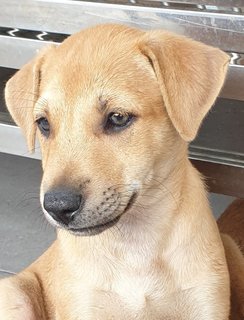 Peach 2mths Girl  (Lost) - Mixed Breed Dog