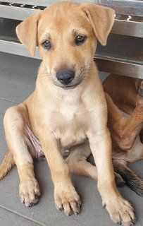 Peach 2mths Girl  (Lost) - Mixed Breed Dog