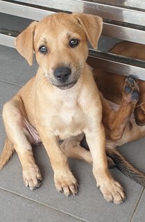 Peach 2mths Girl  (Lost) - Mixed Breed Dog