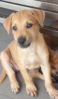 Peach 2mths Girl  (Lost) - Mixed Breed Dog