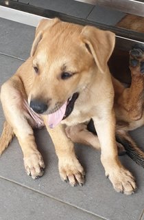 Peach 2mths Girl  (Lost) - Mixed Breed Dog