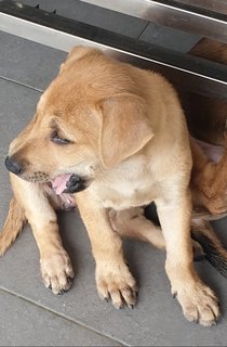 Peach 2mths Girl  (Lost) - Mixed Breed Dog