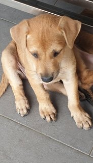 Peach 2mths Girl  (Lost) - Mixed Breed Dog