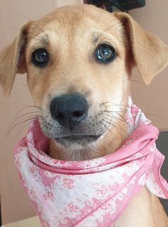 Peach 2mths Girl  (Lost) - Mixed Breed Dog