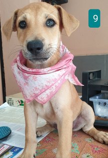Peach 2mths Girl  (Lost) - Mixed Breed Dog