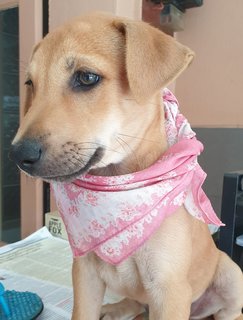 Peach 2mths Girl  (Lost) - Mixed Breed Dog
