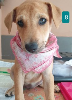 Peach 2mths Girl  (Lost) - Mixed Breed Dog