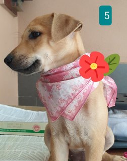 Peach 2mths Girl  (Lost) - Mixed Breed Dog