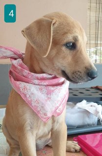Peach 2mths Girl  (Lost) - Mixed Breed Dog