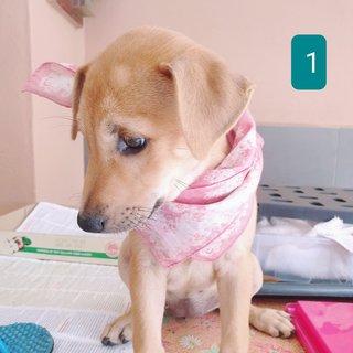 Peach 2mths Girl  (Lost) - Mixed Breed Dog