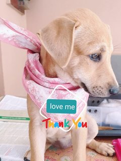 Peach 2mths Girl  (Lost) - Mixed Breed Dog