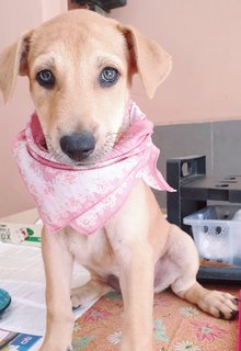 Peach 2mths Girl  (Lost) - Mixed Breed Dog