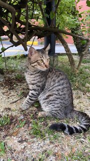 Coco - Tabby + Domestic Short Hair Cat