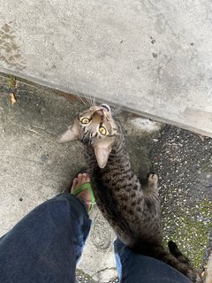 Coco - Tabby + Domestic Short Hair Cat