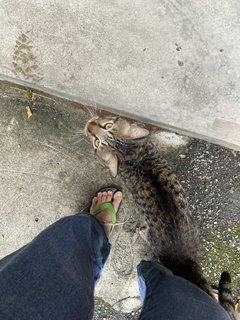 Coco - Tabby + Domestic Short Hair Cat