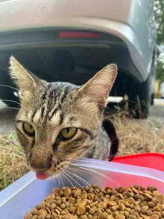 Coco - Tabby + Domestic Short Hair Cat