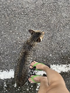 Coco - Tabby + Domestic Short Hair Cat