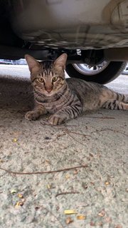 Coco - Tabby + Domestic Short Hair Cat