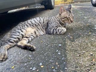 Coco - Tabby + Domestic Short Hair Cat