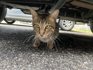 Coco - Tabby + Domestic Short Hair Cat