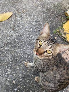 Coco - Tabby + Domestic Short Hair Cat