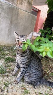 Coco - Tabby + Domestic Short Hair Cat