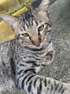 Coco - Tabby + Domestic Short Hair Cat