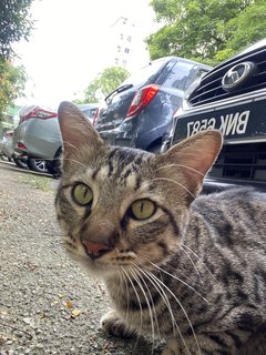 Coco - Tabby + Domestic Short Hair Cat