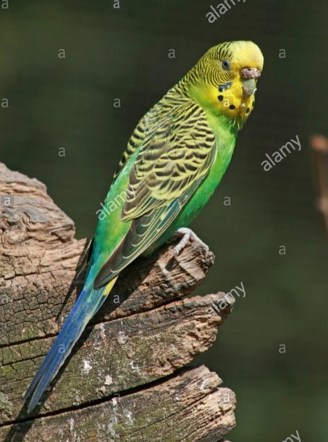 Rome - Budgie/Budgerigar Bird