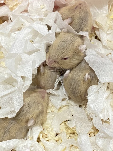 Prada's Babies  - Short Dwarf Hamster Hamster