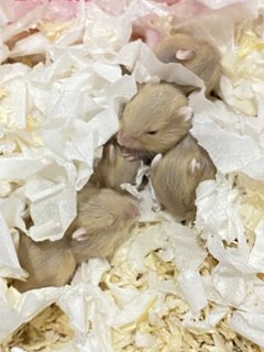 Prada's Babies  - Short Dwarf Hamster Hamster