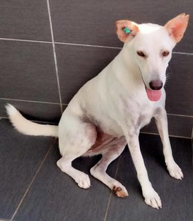 Cocobaby (Renamed: Susu) - Canaan Dog Mix Dog