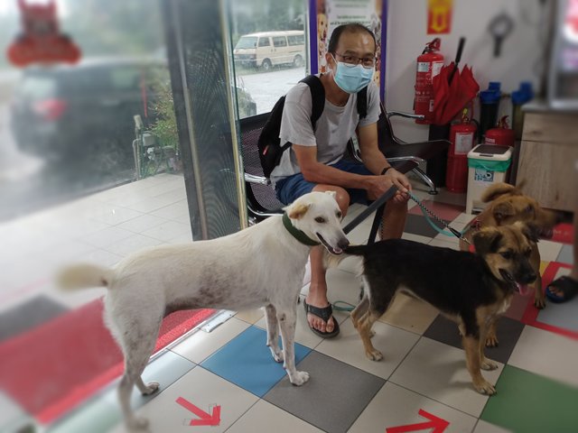 Cocobaby (Renamed: Susu) - Canaan Dog Mix Dog