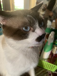 Loki - Snowshoe Cat