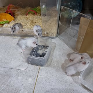 Ginger's Babies - Common Hamster Hamster