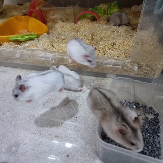 Ginger's Babies - Common Hamster Hamster